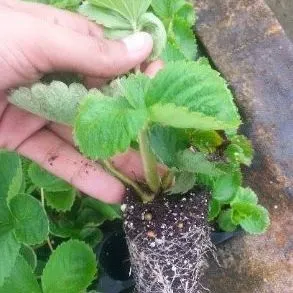 thumbnail for publication: Métodos para el establecimiento de trasplantes de fresas en Florida
